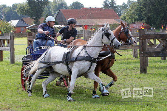 Landesmeister Fahren Pony Zweispänner: Normen Eggeling. Foto: Stroscher