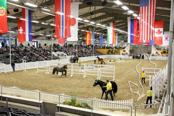 Ponyhengstkörung des Verbandes der Pony- und Kleinpferdezüchter Hannover 2017 in der Verdener Niedersachsenhalle. Foto: Pantel
