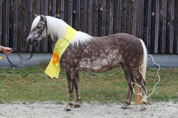 Siegerstute Deutsches Classic Pony. Foto: Pantel