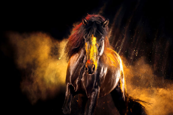 Der spanische Hengst Navegante stand bereits mehrfach als "Holi Horse" vor Andrea Zachraus Kamera. Foto: Zachrau