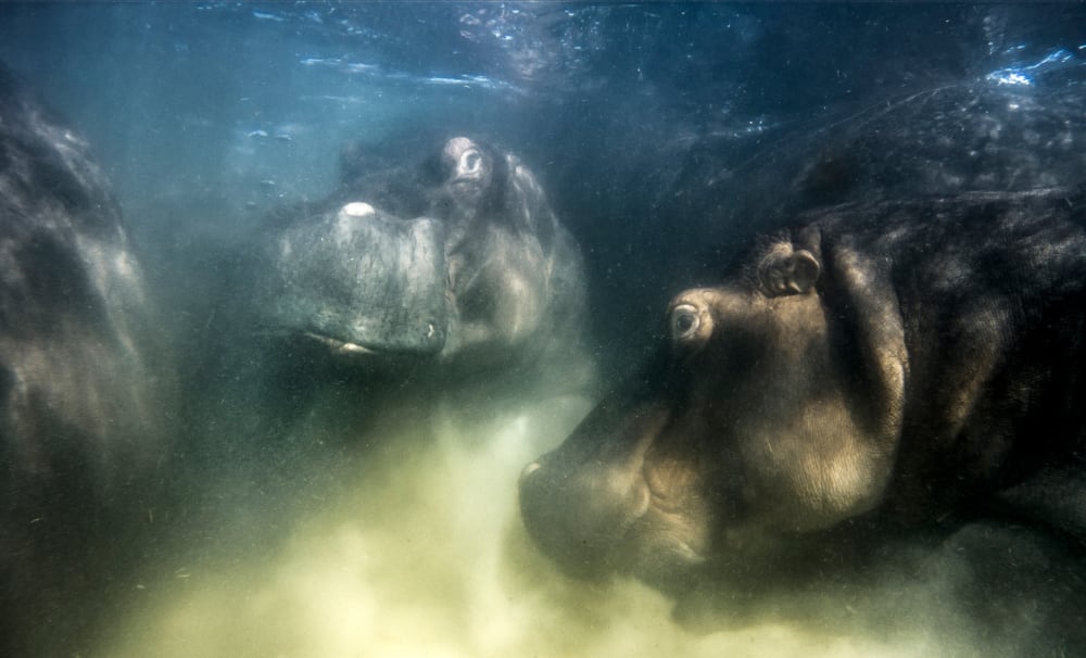 Europäischer Naturfotograf des Jahres 2022: Hippo-Welt von Mike Korostelev, Russland. © GDT ENJ 2022, Mike Korostelev