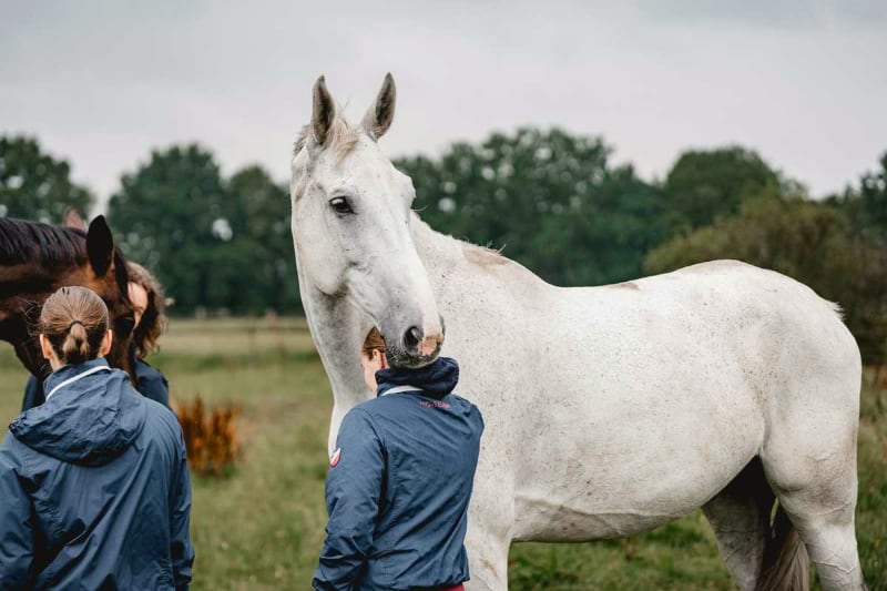 100 Schulpferde plus Foto FN-Archiv