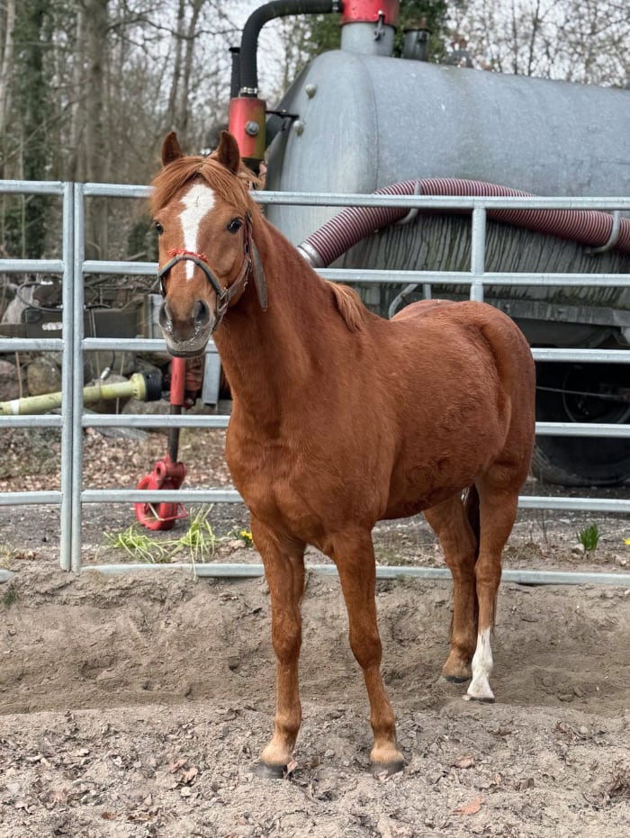 Fachtag THR Reiten in der Schule 2