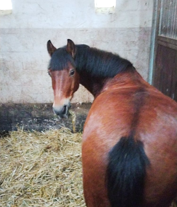 Fachtag THR Reiten in der Schule 3