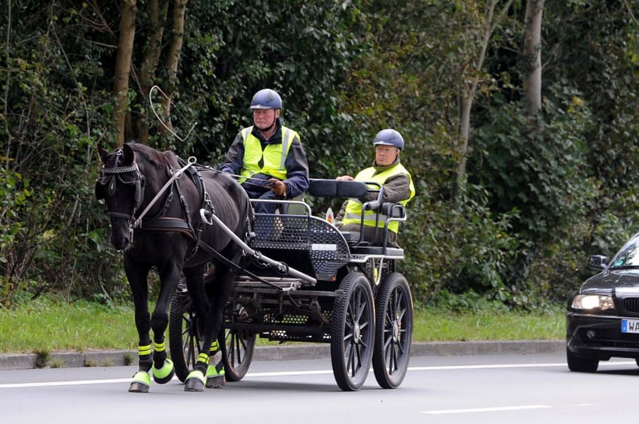 Fahrsport Lehrgang Foto FN-Archiv Lehmann