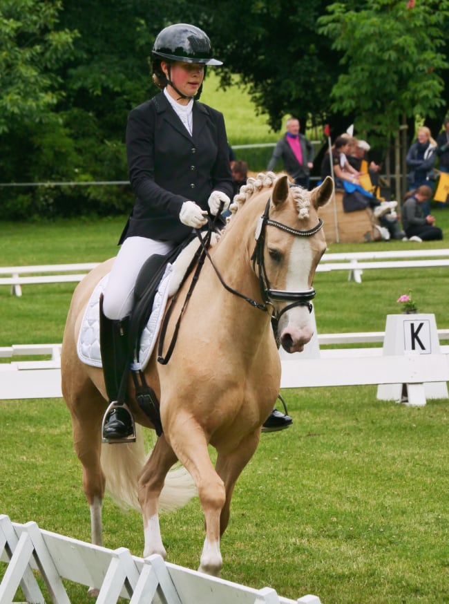 Goldene Schärpe Pony 2025 Bild 1
