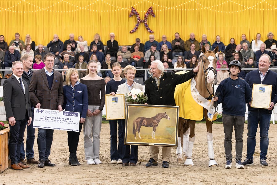 Hannoveraner Hengst des Jahres 2025: Benicio