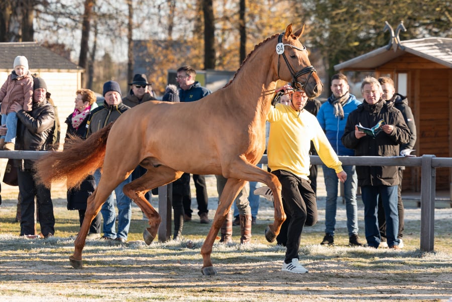 Verdener Hengstkörung 2025 mit Hengstmarkt – Dressurhengste