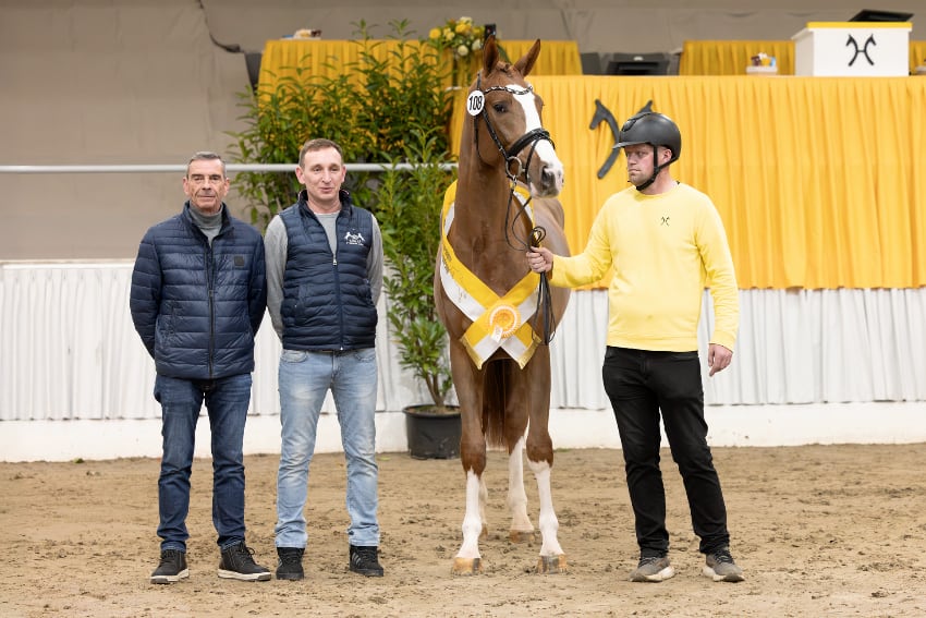 Hannoveraner Körung 2025 Springen Foto Hannoveraner Verband