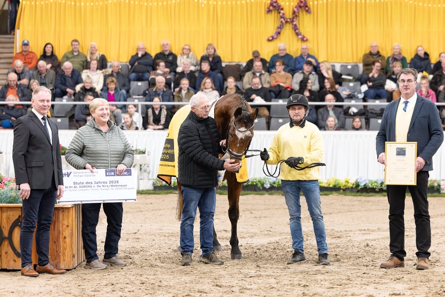 Hannoveraner Stute des Jahres 2025: St.Pr.St. Dorina