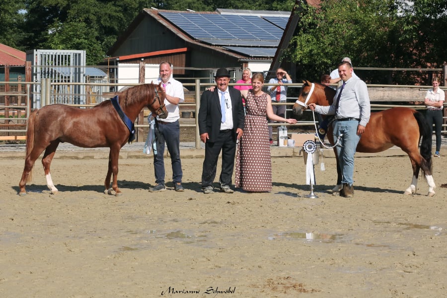 IG Welsh Tagessieger Foto Schwoebel