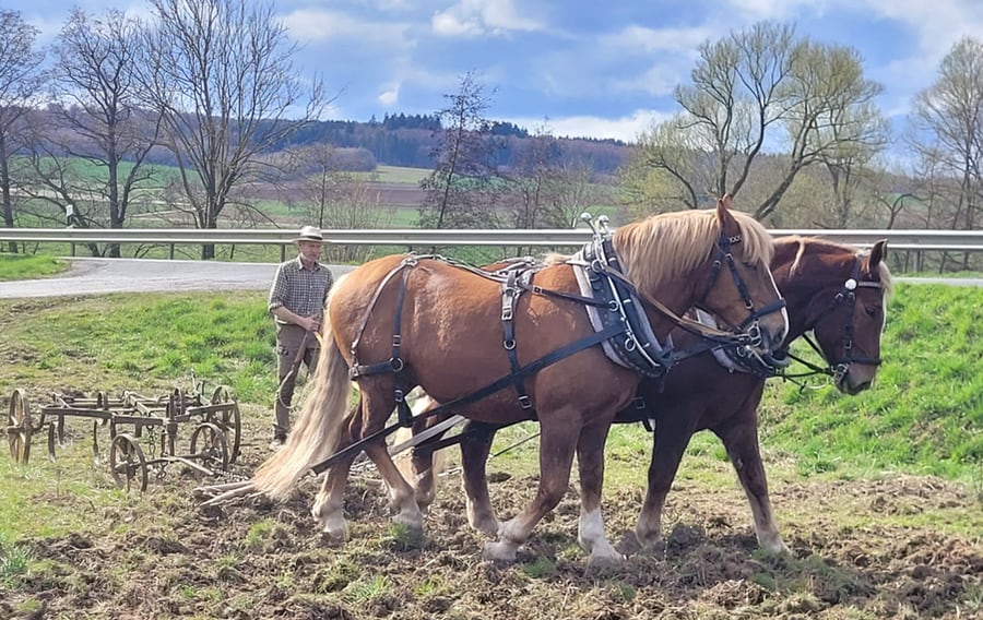Oppermann-Pferderuecken Foto Landvolk