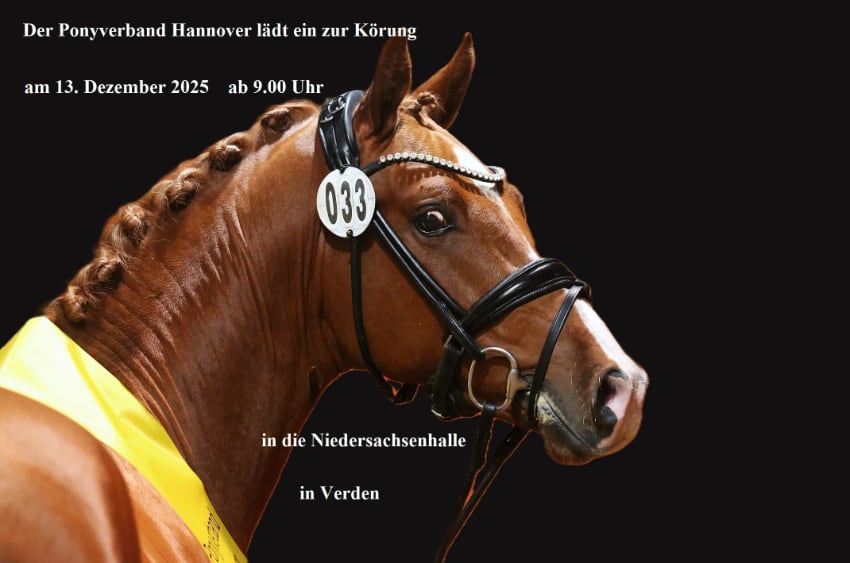 Ponyhengstkörung 2025 Ankündigung