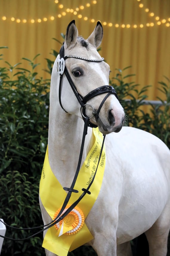 Ponyhengstkörung 2025 Camino 1. Reserve Foto Schwöbel
