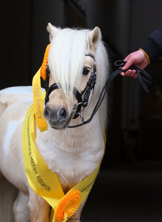 Ponyhengstkörung 2025 Golden Tacco B Foto Schwöbel