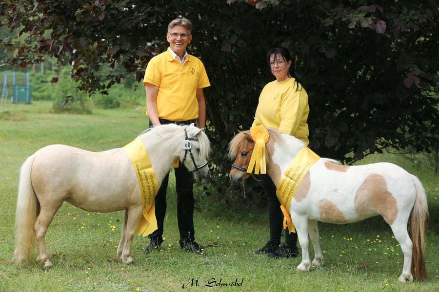 StaatsprÀmienauswahl 2026 des Ponyverbandes Hannover in Adelheidsdorf