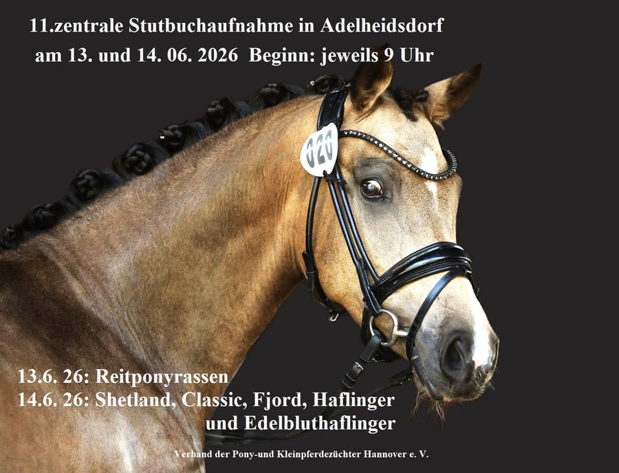 Ponyverband Stutbuchaufnahme 2026