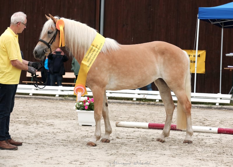 Stutenschau Ponyverband Hannover Sieger Haflinger Foto Schwoebel