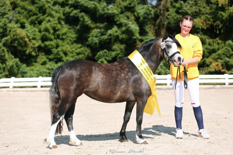 Stutenschau Ponyverband Hannover Sieger Welsh A Foto Schwoebel