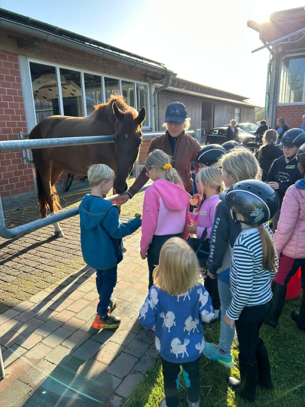 Vielfalt Pferd Foto-TeamKlimke